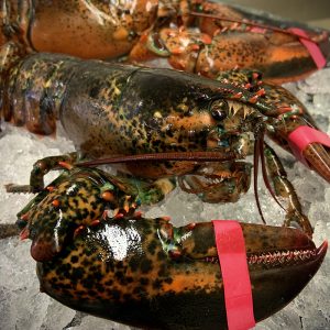 Live Lobsters - 3 lb